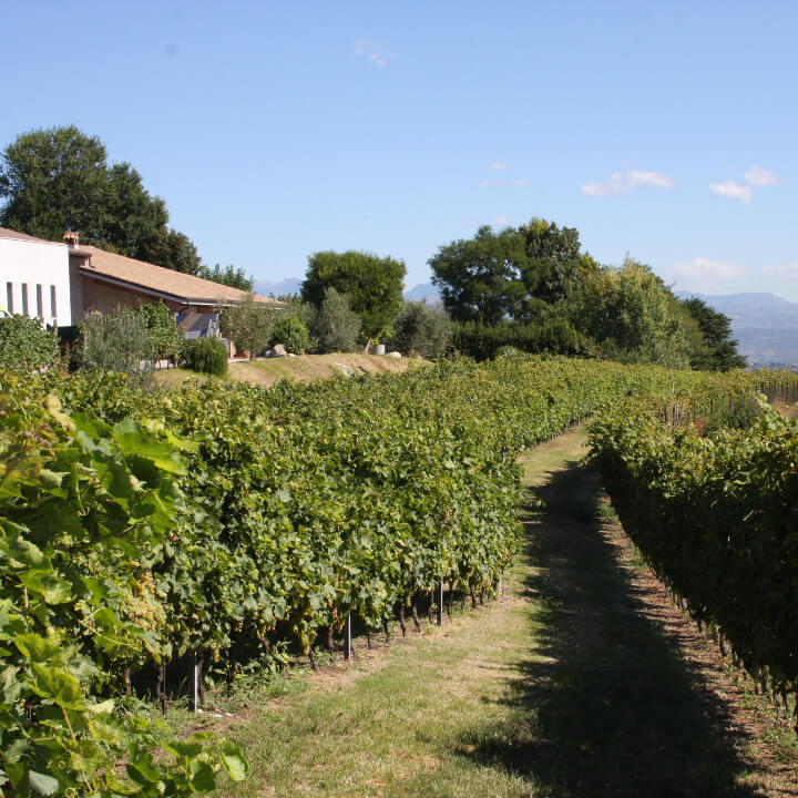 Azienda Agricola Tamburino Sardo